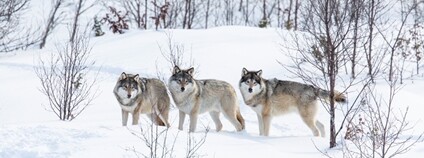 Tři vlci ve sněhu Foto: Depositphotos