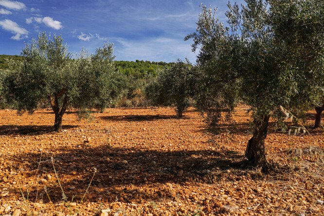 Na Španělsko připadá více než 40 procent světové produkce olivového oleje. Země je tak pro vývoj jeho ceny určující.