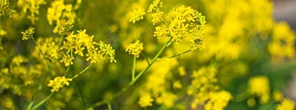 Boryt barvířský Foto: Depositphotos