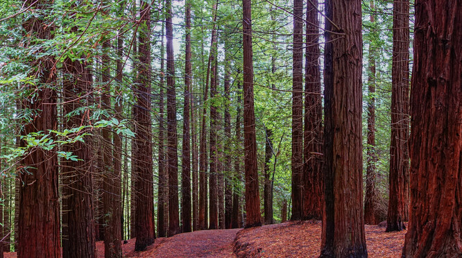 Sekvoje, které dorůstají do velkých výšek, jsou doma zejména v západní části USA, ve Španělsku byly vysázeny uměle ve 40. letech minulého století. Původně se počítalo s tím, že se pokácí a využijí jako zdroj dřeva, v roce 2003 ale byl les prohlášen za přírodní památku.