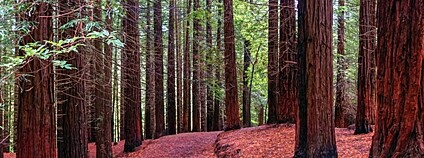 Přírodní památka Secuoyas Monte CabezOn. Kantábrie. Španělsko Foto: Depositphotos