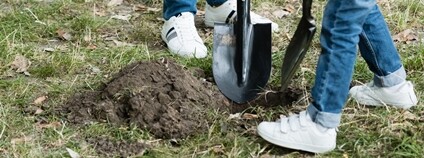 Výsadba stromu Foto: Depositphotos