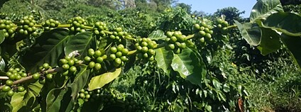 Nezralé plody kávovníku Foto: Depositphotos