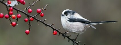 Mlynařík dlouhoocasý Foto: Depositphotos