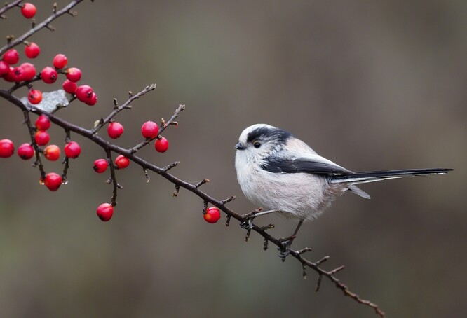 Mlynařík dlouhoocasý.
