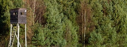 Posed v lese Foto: Depositphotos