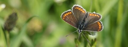 Modrásek tmavohnědý (Aricia agestis) Foto: Depositphotos