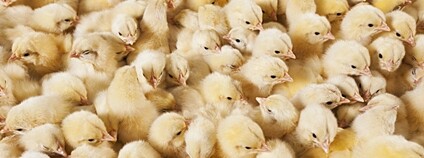 Kuřata Foto: Depositphotos