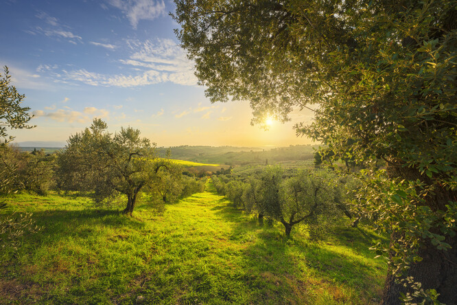 Turisté si vyzkoušejí práci, která je spojena s výrobou panenského olivového oleje, a zároveň jsou alternativním zdrojem příjmů pro zemědělce, kteří se stále více potýkají s rostoucími náklady a s dopady extrémního počasí spojovaného se změnou klimatu.
