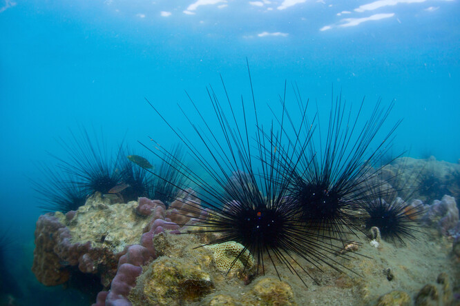 Vědec popisuje ježovky jako "sekačky" na korálové útesy, protože z nich odstraňují řasy, které zabraňují přístupu slunečního světla ke korálům.