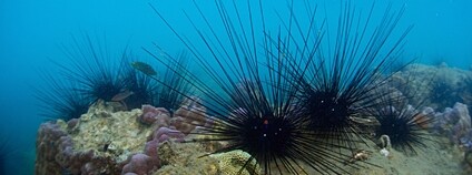 Ježovky na korálovém útesu Foto: Depositphotos