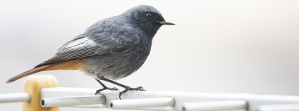 Foto: Danirodri / Depositphotos