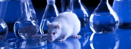 Krysa v laboratoři Foto: Depositphotos