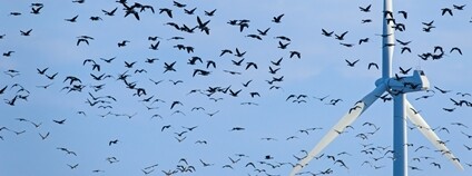 Větrné elektrárny a ptáci Foto: Depositphotos