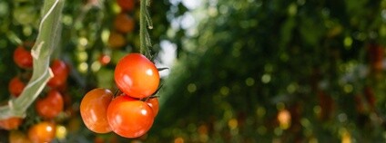 Rajče Foto: Depositphotos