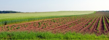 Pole Foto: Depositphotos