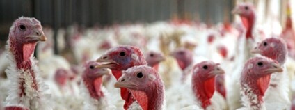 Krůtí farma Foto: Depositphotos