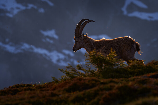 Při slabém osvětlení mohou mít tato zvířata problémy s hledáním potravy a partnerů a s vyhýbáním se predátorům, což by v konečném důsledku mohlo vést ke zmenšení jejich populací.