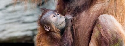 Oragutan s mládětem Foto: Lacrimosusmimus Depositphotos