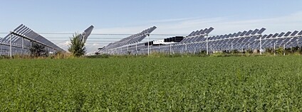 Agrivoltaika Foto: Depositphotos