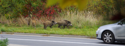 Prase divoké. Foto: Depositphotos