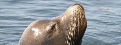 Lachtan Foto: Depositphotos