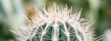 Kaktus Pachycereus Foto: Depositphotos