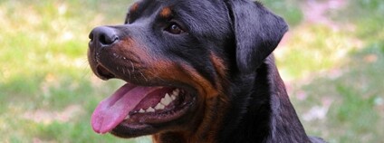 Rotvajler Foto: Depositphotos