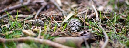 Šišky, klacíky a hrabanka Foto: Depositphotos