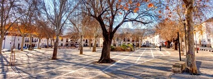 Solitérní stromy na náměstí v Malaze Foto: Depositphotos