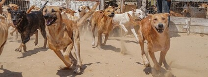 Potulní psi Foto: Depositphotos