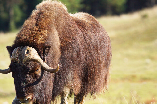 Zvažovanými druhy pro místo jsou například ovce modré, japonští kamzíci, pižmoni, orel kamčatský, několik druhů jeřábů a expozice vzácných sov.