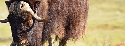 Pižmoň Foto: Depositphotos