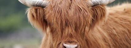 Skotský náhorní skot Foto: Depositphotos