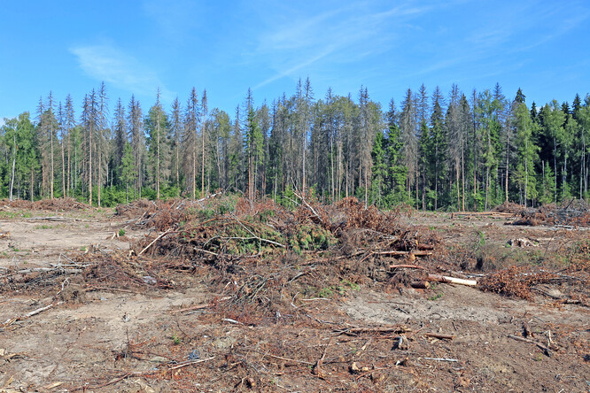 Současný zákon z 90. let minulého století podle lesníků při obnově příliš svazuje a neumožňuje jim v plné míře využít tvořivou sílu přírody a bezprostředně reagovat na měnící se klimatické podmínky stanoviště.