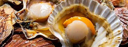 Hřebenatky Foto: Depositphotos