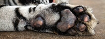 Foto: preechasi2002@gmail.com / Depositphotos