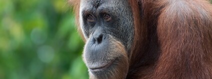 Orangutan Foto: Depositphotos