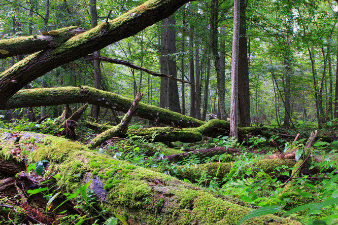 Důležitou roli hraje i přítomnost mrtvého dřeva, které v lesích zůstává až do úplného zetlení (což může dle dřeviny, velikosti a přírodních podmínek činit od několika desítek let až do cca 100 let) a s tím spojená vysoká zásoba uhlíku v půdě.