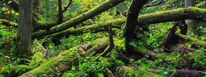 Bělověžský prales Foto: Depositphotos