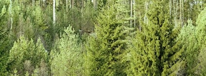 Smrkový porost Foto: Depositphotos