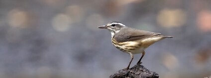 Lesňáček olšový Foto: Depositphotos