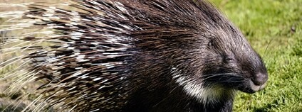 Dikobraz srstnatonosý Foto: Depositphotos