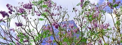 Rozkvetlá žakaranda v Mexico City Foto: Depositphotos