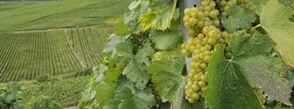 Hrozny šampaňského Foto: Depositphotos