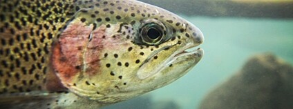 Pstruh duhový Foto: Depositphotos