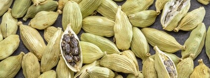 Kardamon Foto: Depositphotos