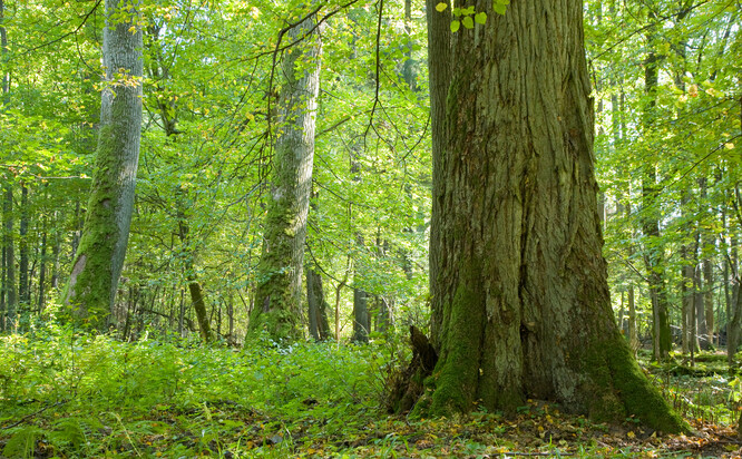 Přirozené lesy ponechané samovolnému vývoji poskytují kromě vysoké záruky bezpečného zadržování uhlíku i vysokou biologickou rozmanitost a další ekosystémové funkce, např. zadržování vody v krajině.
