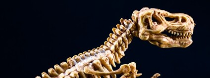 Kostra Tyranosaura rexe Foto: Depositphotos