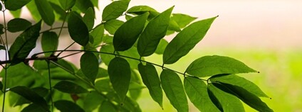 Větévka jasanu Foto: Depositphotos